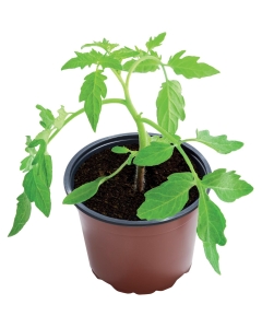 21cm Professional Growing Pots (3)
