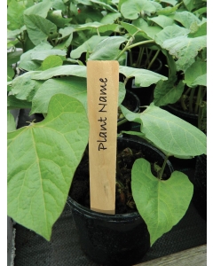 10cm (4") Wooden Plant Labels (10)
