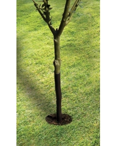 61cm (24") Spiral Tree Guard