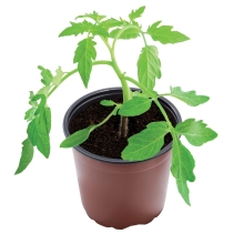 10.5cm Professional Growing Pots (10)