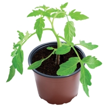 21cm Professional Growing Pots (3)