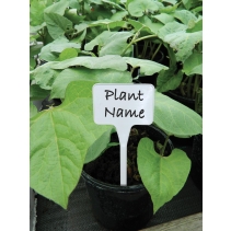White Solid Tee Labels (10)