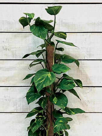 Garland launches thirty new products at Glee as the company celebrates 60 years in business